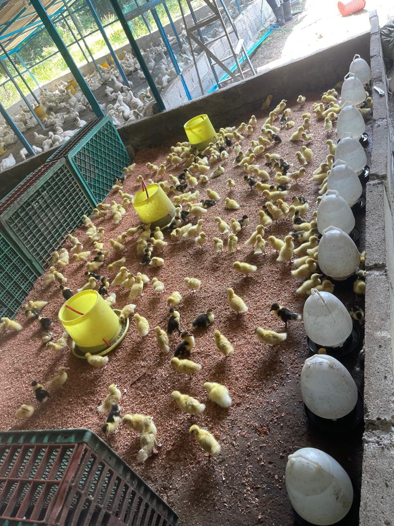 Hundreds of day-old chicks and ducklings in the brooder