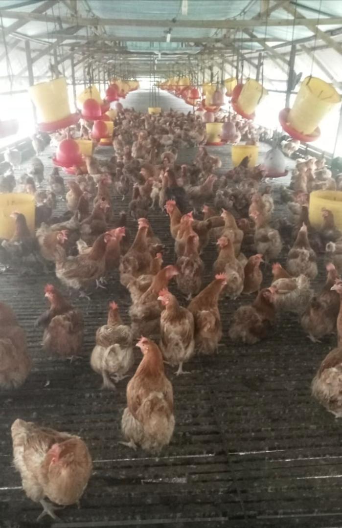 Large flock of healthy brown hens inside the poultry house