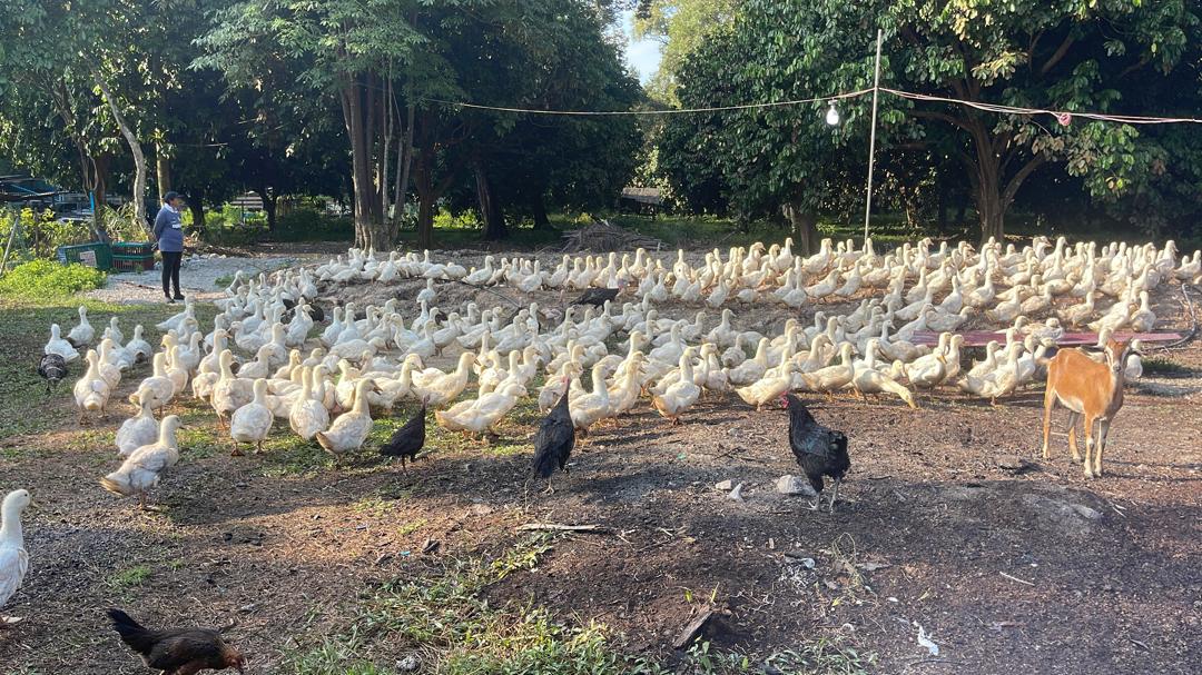 Free-range ducks roaming under the trees at ATS Livestock farm