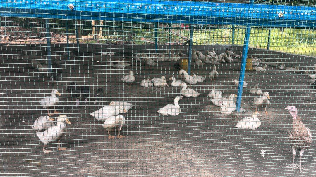 White ducks in a clean covered pen