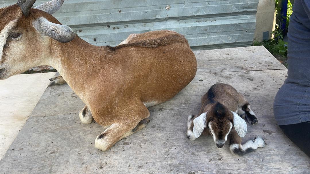 Mother goat with her kid at the farm