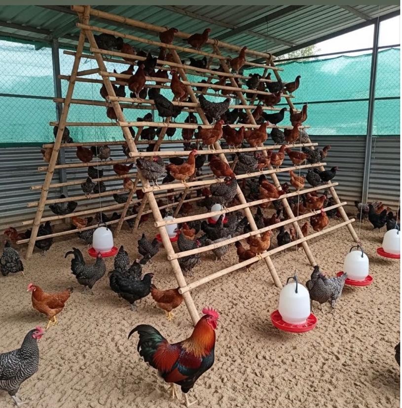 Free-range chickens perched on bamboo roosts